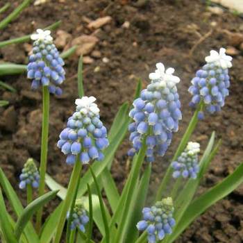 MUSCARI armeniacum 'Valerie Finnis' 