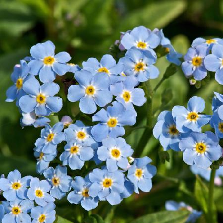 MYOSOTIS