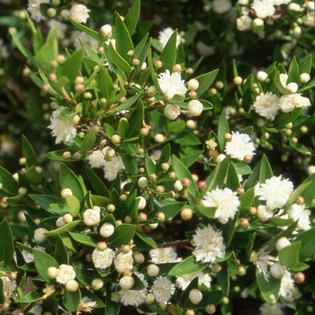 MYRTUS