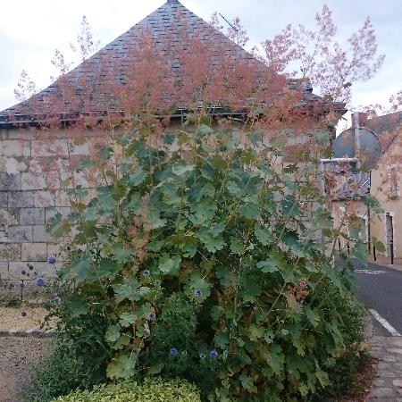 MACLEAYA microcarpa (cordata)