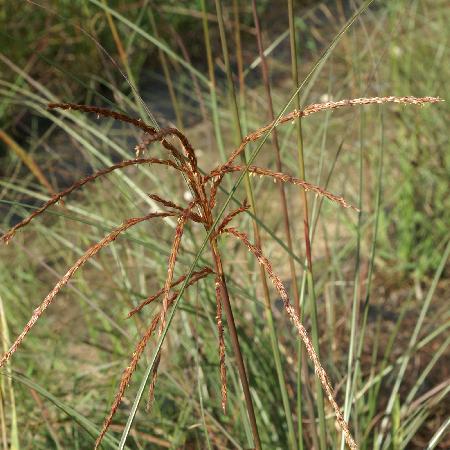 MISCANTHUS sinensis 'Caramel'