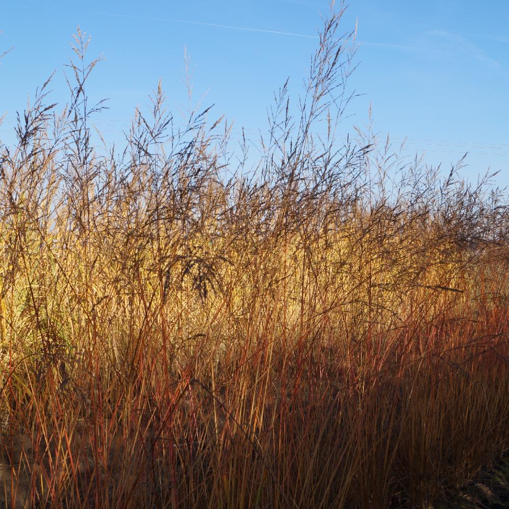 MOLINIA arundinacea 'Les Ponts de Cé'