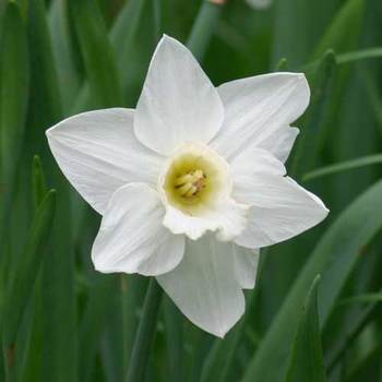 NARCISSUS 'Mount Hood'