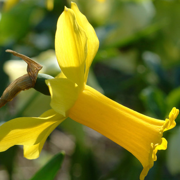 NARCISSUS 'Peeping Tom'