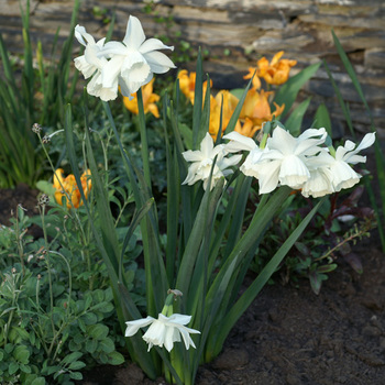 NARCISSUS triandrus 'Thalia'