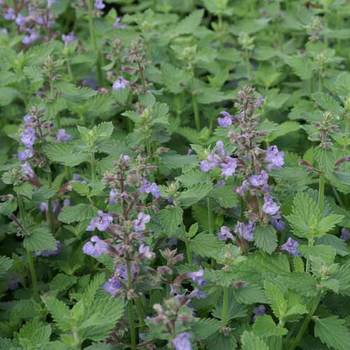 NEPETA 'Cat's Meow'