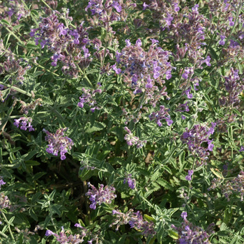NEPETA faassenii