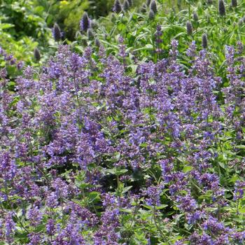 NEPETA racemosa (mussinii)