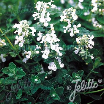 NEPETA racemosa alba