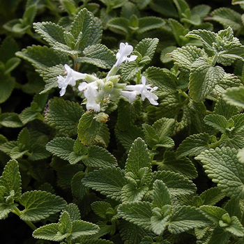 NEPETA racemosa 'Snowflake' (faassenii)
