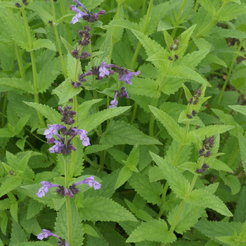 NEPETA sibirica