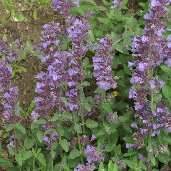 NEPETA 'Six Hills Giant' (Faassenii Group)