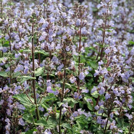 NEPETA faassenii 'Purrsian Blue' ®