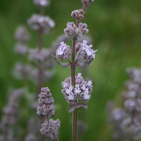 NEPETA nuda