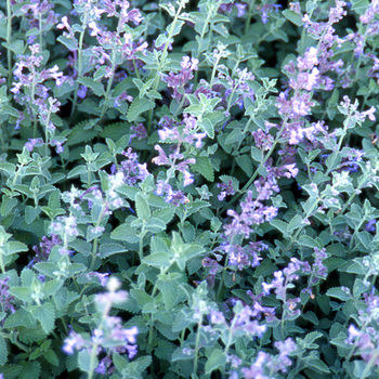 NEPETA 'Walker's Low' (Faassenii Group)