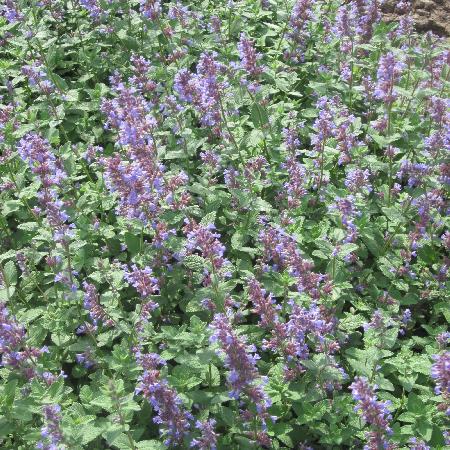 NEPETA 'Joanna Reed'