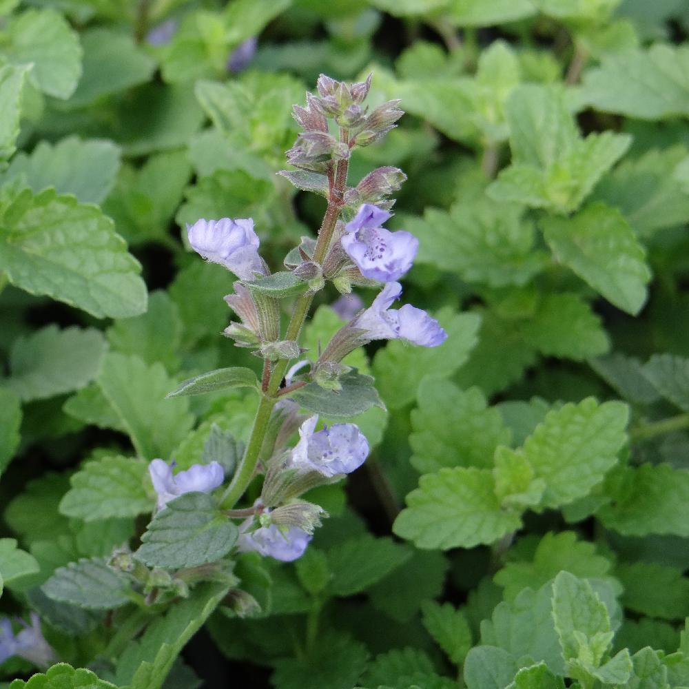 NEPETA faassenii 'Purrsian Blue' ®