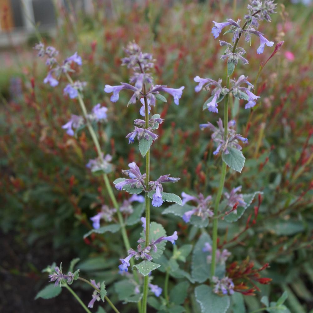 NEPETA grandiflora 'Bramdean'