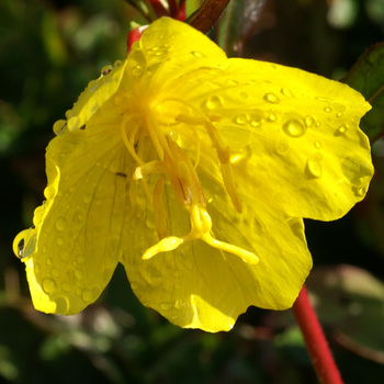 OENOTHERA fruticosa ssp. Glauca