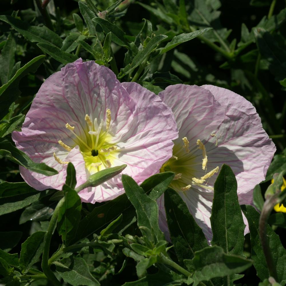 OENOTHERA speciosa 'Rosea' (berlandieri)