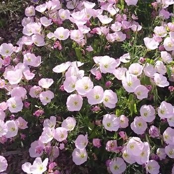 OENOTHERA speciosa 'Siskiyou'