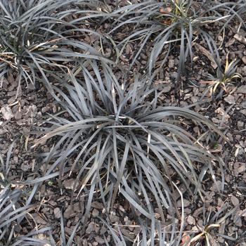 OPHIOPOGON planiscapus 'Niger'