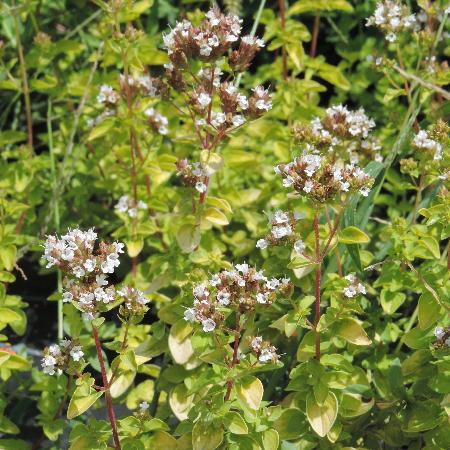 ORIGANUM vulgare 'Aureum'