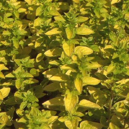 ORIGANUM vulgare 'Thumble's Variety'