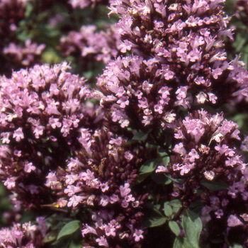 ORIGANUM