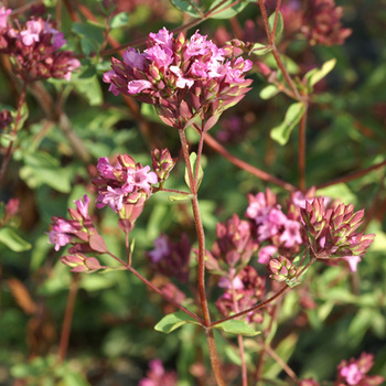 ORIGANUM laevigatum 'Hopley's'