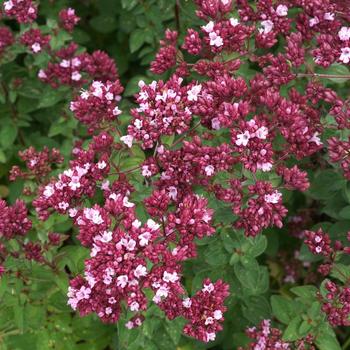 ORIGANUM 'Rosenkuppel'