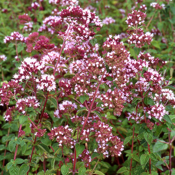 ORIGANUM vulgare