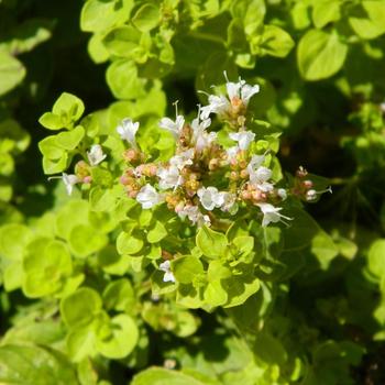 ORIGANUM vulgare 'Aureum'