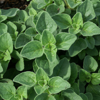 ORIGANUM vulgare 'Hot and Spicy'