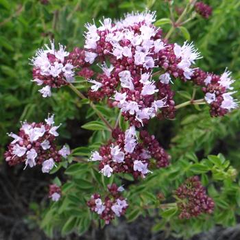 ORIGANUM vulgare 'Roseum'