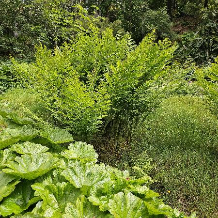 OSMUNDA regalis