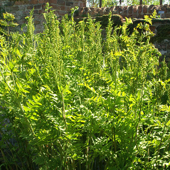 OSMUNDA regalis