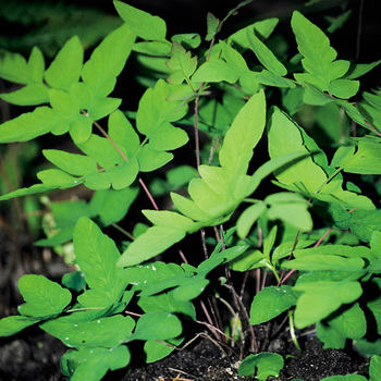 OSMUNDA regalis 'Purpurascens'