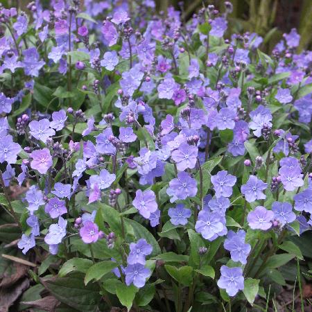 OMPHALODES cappadocica 'Cherry Ingram'