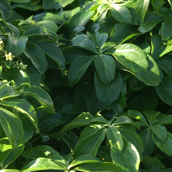 PACHYSANDRA terminalis 'Green Carpet'