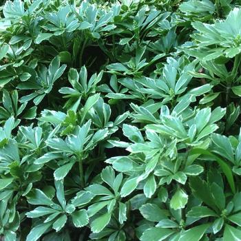 PACHYSANDRA terminalis 'Variegata'