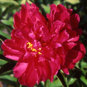 PAEONIA