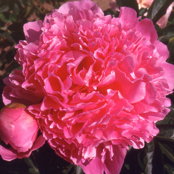 PAEONIA 'Albert Crousse'