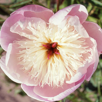 PAEONIA 'Bowl of Beauty'