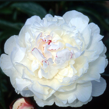 PAEONIA 'Festiva Maxima'