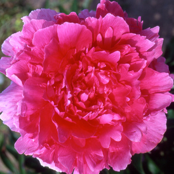 PAEONIA 'Felix Supreme'