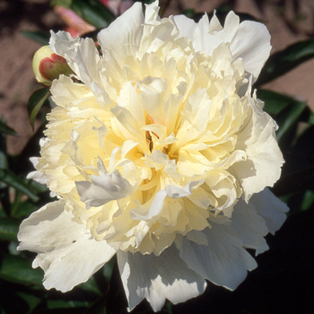 PAEONIA 'Laura Dessert'