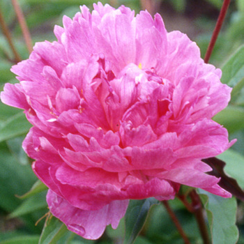 PAEONIA 'Mme Calot'