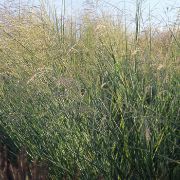 PANICUM amarum