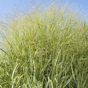 PANICUM